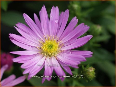 Aster &#039;Herbstgru&szlig; vom Bresserhof&#039; | Aster | Aster