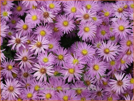 Aster &#039;Herbstgru&szlig; vom Bresserhof&#039; | Aster | Aster