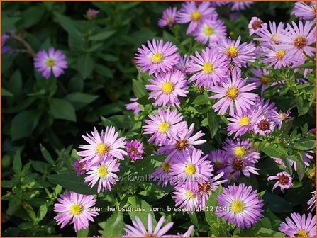 Aster &#039;Herbstgru&szlig; vom Bresserhof&#039; | Aster | Aster