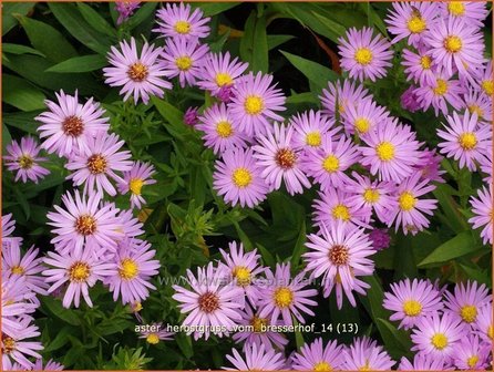 Aster &#039;Herbstgru&szlig; vom Bresserhof&#039; | Aster | Aster