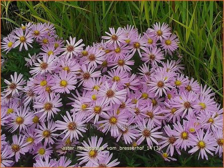 Aster &#039;Herbstgru&szlig; vom Bresserhof&#039; | Aster | Aster