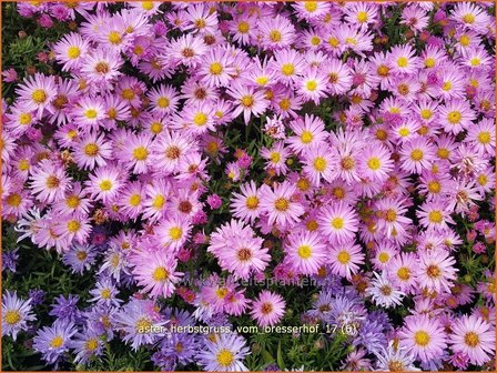 Aster &#039;Herbstgru&szlig; vom Bresserhof&#039; | Aster | Aster