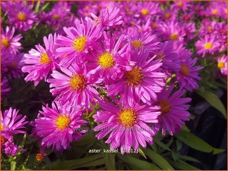 Aster &#039;Kassel&#039; | Aster | Aster