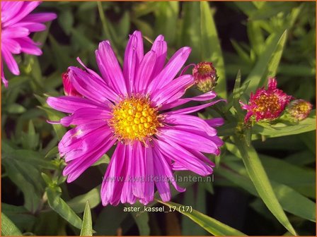 Aster &#039;Kassel&#039; | Aster | Aster