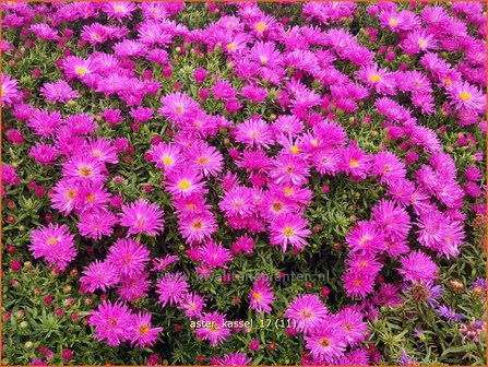 Aster &#039;Kassel&#039; | Aster | Aster