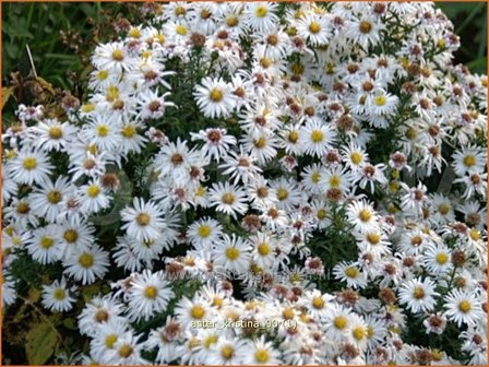 Aster &#039;Kristina&#039; | Aster | Aster