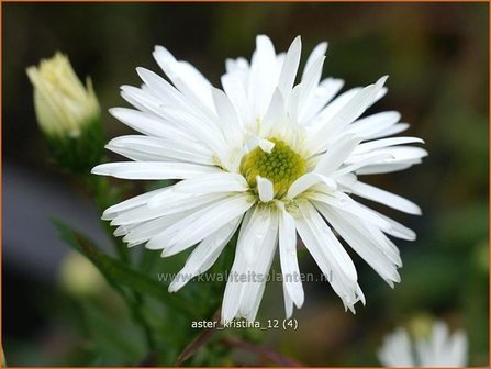 Aster &#039;Kristina&#039; | Aster | Aster