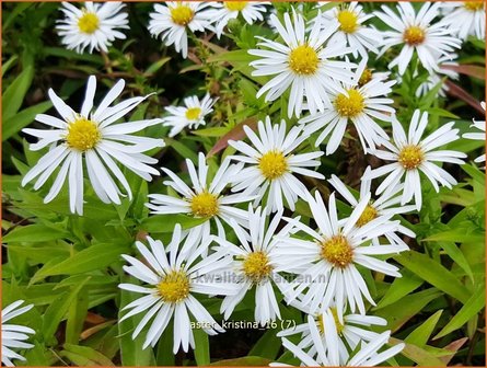 Aster &#039;Kristina&#039; | Aster | Aster