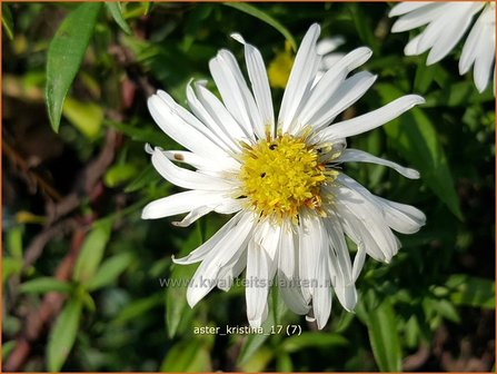 Aster &#039;Kristina&#039; | Aster | Aster