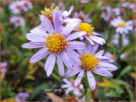 Aster laevis &#039;Blauschleier&#039; | Gladde aster, Aster | Glatte Aster