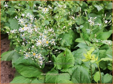 Aster macrophyllus | Grootbladige aster, Aster | Gro&szlig;bl&auml;ttrige Aster