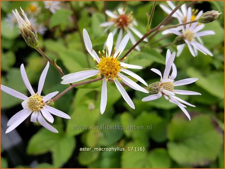 Aster macrophyllus | Grootbladige aster, Aster | Gro&szlig;bl&auml;ttrige Aster