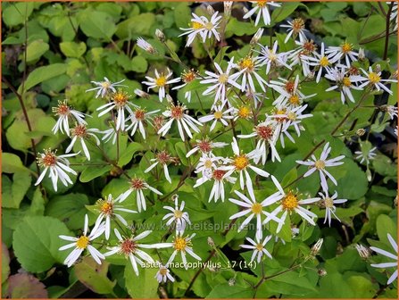 Aster macrophyllus | Grootbladige aster, Aster | Gro&szlig;bl&auml;ttrige Aster