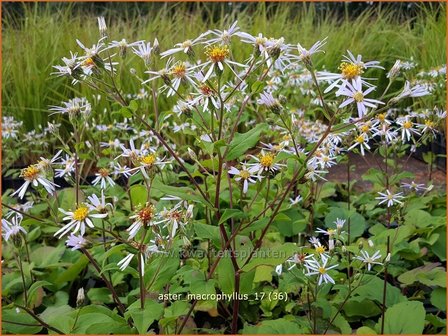 Aster macrophyllus | Grootbladige aster, Aster | Gro&szlig;bl&auml;ttrige Aster