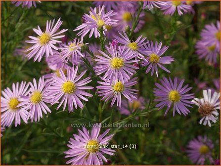 Aster &#039;Pink Star&#039; | Aster | Aster