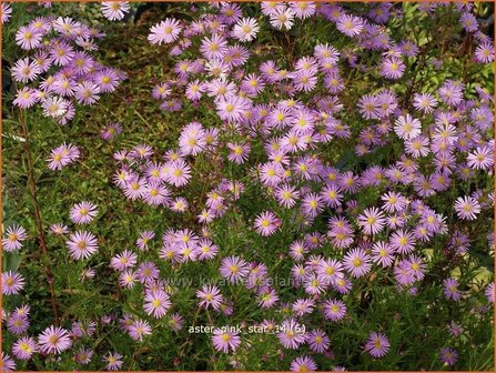 Aster &#039;Pink Star&#039; | Aster | Aster