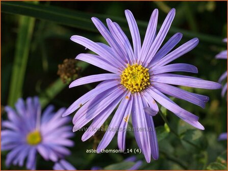 Aster thomsonii | Aster | Thomsons Aster