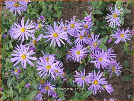 Aster thomsonii | Aster | Thomsons Aster