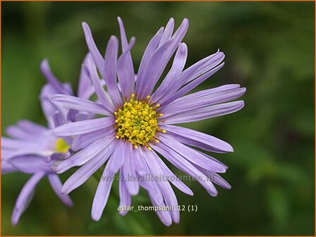 Aster thomsonii | Aster | Thomsons Aster