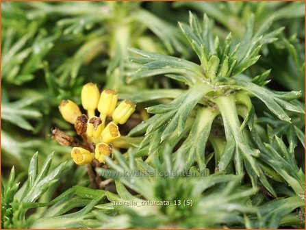 Azorella trifurcata | Andeskruid | Andenpolster