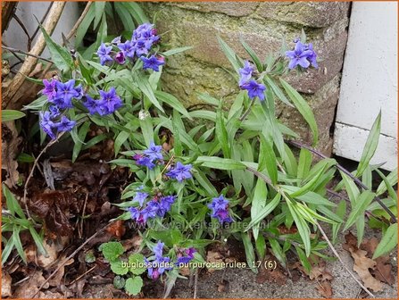 Buglossoides purpurocaerulea | Ruw parelzaad | Steinsame