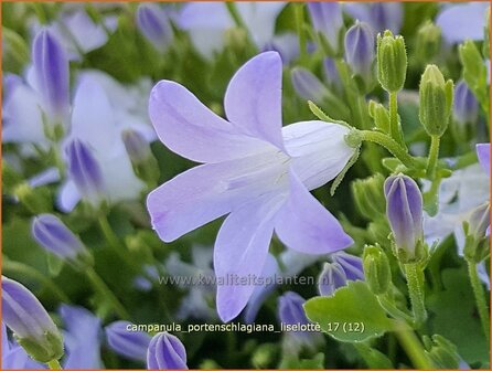 Campanula portenschlagiana &#039;Liselotte&#039; | Dalmatieklokje, Klokjesbloem | Polster-Glockenblume