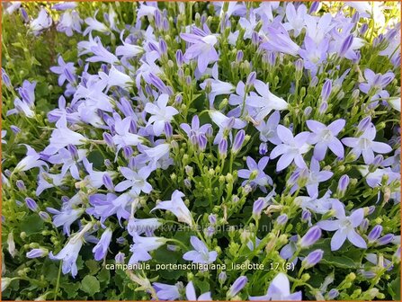 Campanula portenschlagiana &#039;Liselotte&#039; | Dalmatieklokje, Klokjesbloem | Polster-Glockenblume