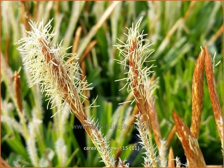 Carex morrowii | Japanse zegge, Zegge | Japan-Segge