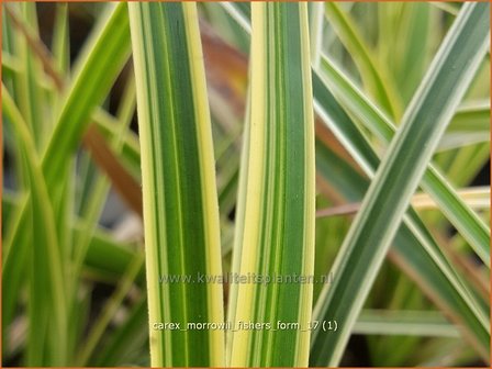 Carex morrowii &#039;Fisher&#039;s Form&#039; | Japanse zegge, Zegge | Japan-Segge