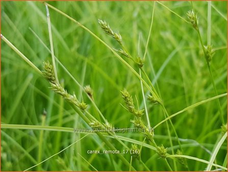 Carex remota | IJle zegge | Winkel-Segge