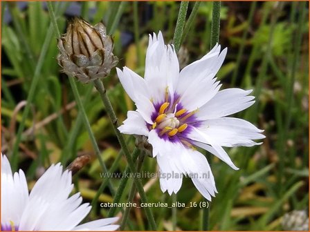 Catananche caerulea &#039;Alba&#039; | Blauwe strobloem, Strobloem | Blaubl&uuml;tige Rasselblume