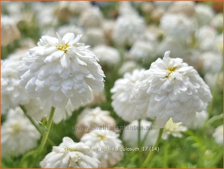 Chamaemelum nobile &#039;Ligulosum&#039; | Roomse kamille | R&ouml;mische Kamille