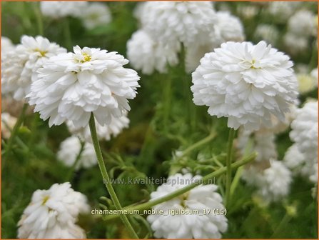 Chamaemelum nobile &#039;Ligulosum&#039; | Roomse kamille | R&ouml;mische Kamille