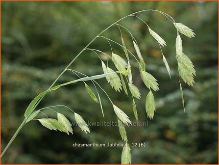 Chasmanthium latifolium | Plataargras | Breitbl&auml;ttriges Platt&auml;hrengras