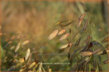 Chasmanthium latifolium | Plataargras | Breitbl&auml;ttriges Platt&auml;hrengras