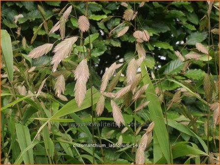 Chasmanthium latifolium | Plataargras | Breitbl&auml;ttriges Platt&auml;hrengras