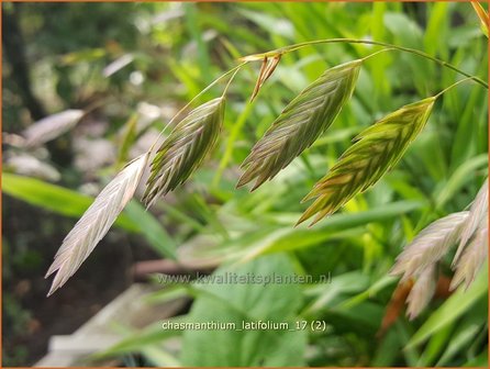 Chasmanthium latifolium | Plataargras | Breitbl&auml;ttriges Platt&auml;hrengras