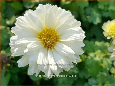 Chrysanthemum &#039;Poesie&#039; | Tuinchrysant, Chrysant | Chrysantheme