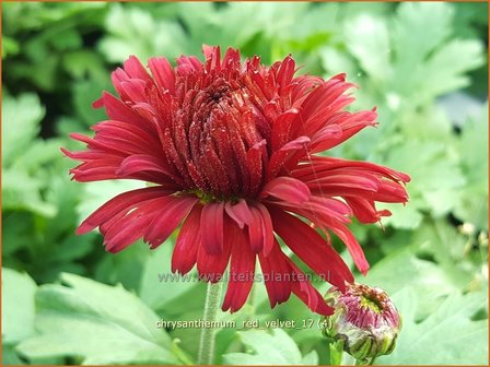 Chrysanthemum &#039;Red Velvet&#039; | Tuinchrysant, Chrysant | Chrysantheme