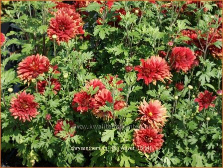 Chrysanthemum &#039;Red Velvet&#039; | Tuinchrysant, Chrysant | Chrysantheme