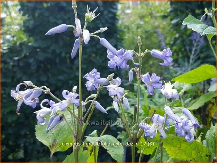 Clematis heracleifolia &#039;Cote d&#039;Azur&#039; | Bosrank, Clematis | Breitbl&auml;ttrige Waldrebe