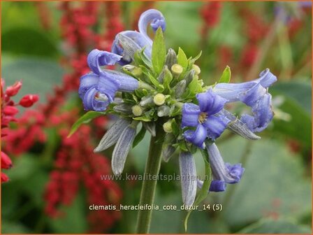 Clematis heracleifolia &#039;Cote d&#039;Azur&#039; | Bosrank, Clematis | Breitbl&auml;ttrige Waldrebe