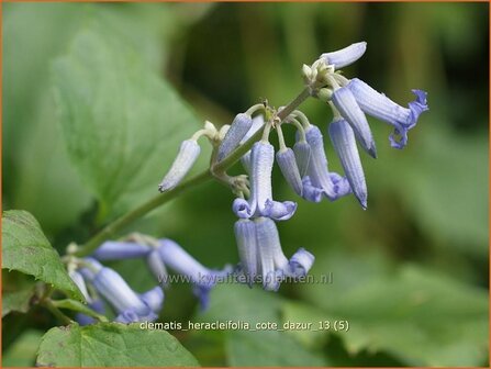 Clematis heracleifolia &#039;Cote d&#039;Azur&#039; | Bosrank, Clematis | Breitbl&auml;ttrige Waldrebe