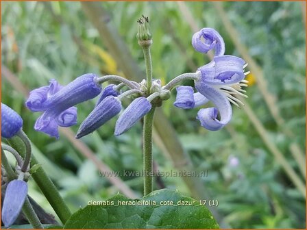 Clematis heracleifolia &#039;Cote d&#039;Azur&#039; | Bosrank, Clematis | Breitbl&auml;ttrige Waldrebe