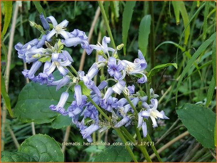 Clematis heracleifolia &#039;Cote d&#039;Azur&#039; | Bosrank, Clematis | Breitbl&auml;ttrige Waldrebe