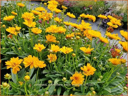 Coreopsis grandiflora &#039;Early Sunrise&#039; | Meisjesogen | Gro&szlig;blumiges M&auml;dchenauge