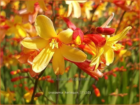 Crocosmia &#039;Harlequin&#039; | Montbretia | Montbretie