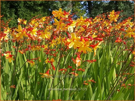 Crocosmia &#039;Harlequin&#039; | Montbretia | Montbretie