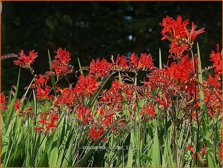 Crocosmia &#039;Lucifer&#039; | Montbretia | Montbretie