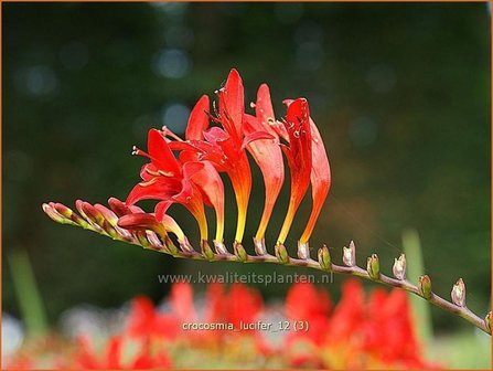 Crocosmia &#039;Lucifer&#039; | Montbretia | Montbretie